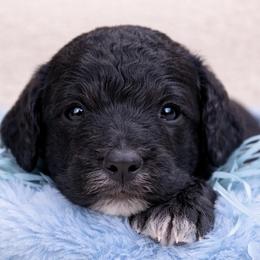 Tate - Apricot male Poodle puppy in Willacoochee, Georgia from Kitandkboodle's Doodles