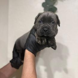 Cane Corso Puppies from Hub City Kennel