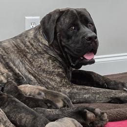 Goldendoodles and Mastiffs from Diana's Puppies