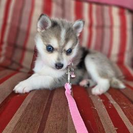 Jenne - Merle female Pomsky puppy in Mc Callsburg, Iowa from SZ Rolling Acres LLC