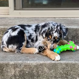 Australian Shepherd Puppies from Mika’s Aussies
