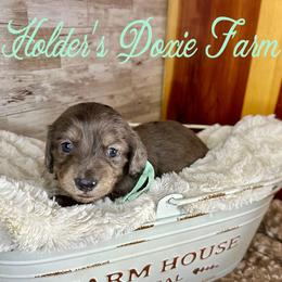 Ash-2200 - Dapple male Dachshund puppy in Atwood, Oklahoma from Holder’s Doxie Farm