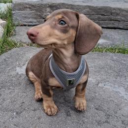 Chai - Gray (blue) and cream male Dachshund puppy in Clarkston, Michigan from Dax Place