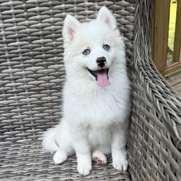 Petunia - White female Pomsky puppy in Winchendon, Massachusetts from Mountain View Pomskies