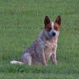 Rebel - Australian Cattle Dog
