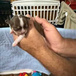 Luigi - Chocolate and white male Chihuahua puppy in Dime Box, Texas from Color Me Crazy Chihuahuas