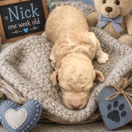 Nick - Apricot male Goldendoodle puppy in North Branch, Michigan from Graceful Miniature Goldendoodles