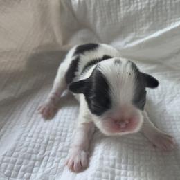 Japanese Chin Puppies from Chincredible Puppies