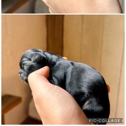 Pierre - Black and white male Shichon puppy in Pennsylvania from Manor Hills Shih Tzus