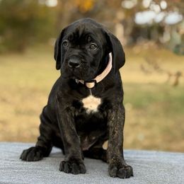Pink - Black brindle female Cane Corso puppy in Paris, Texas from Knucklehead Cane Corso