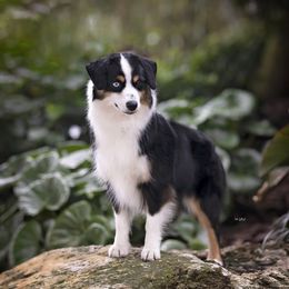 Karma - Miniature American Shepherd