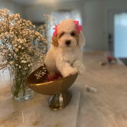 Pink - Parti female Poodle puppy in Sacramento County, California from Sac-Town Poodles and Doodles