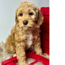 Aspen - Australian Labradoodle