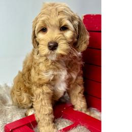 Aspen - Australian Labradoodle