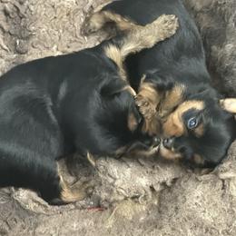 Leo red collar - Black and tan male Yorkshire Terrier puppy in Selden, New York from Alisha's Yorkshire Terriers