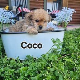 Miracle - Chocolate female Morkie puppy in Terrell, Texas from PBJ Farms