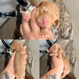 Rebel - Red male Dachshund puppy in Hornbeck, Louisiana from A&Z Mini Dachshunds