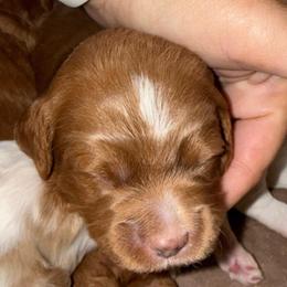 Black Collar - Red  male Goldendoodle puppy in Winchester, Tennessee from Mahaffey’s Doodles