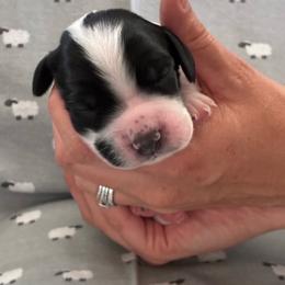 Clover - Black and white male English Springer Spaniel puppy in Fruita, Colorado from Maggie Mae’s Springer Spaniel Spot