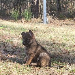 German Shepherd Puppies from Lux Shepherds
