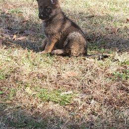 German Shepherd Puppies from Lux Shepherds
