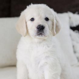 Mr. Green Collar - Light golden male Golden Retriever puppy in Troy, Alabama from Southland Goldens