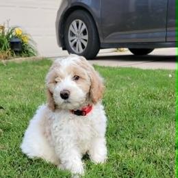 Fitz- Brown Collar - Parti male Goldendoodle puppy in Fort Worth, Texas from Stacy Warwick