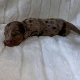 Faye - Dapple female Dachshund puppy in San Diego, California from Enchantables