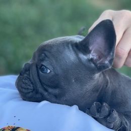 French Bulldogs from Feuerstein Frenchies