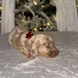 Dachshund Puppies from Doodle Bugs Doxies