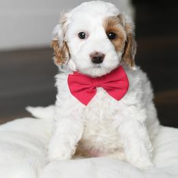 Australian Labradoodle Puppies from Snooze and Sniff Labradoodles
