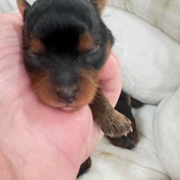 Girl 1 - Black and tan female Yorkshire Terrier puppy in Chesapeake, Virginia from Your Key Breeder