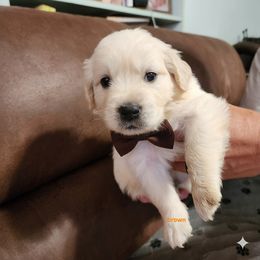 Black bow - Cream male Dachshund puppy in Wahiawa, Hawaii from Versatile Ohana