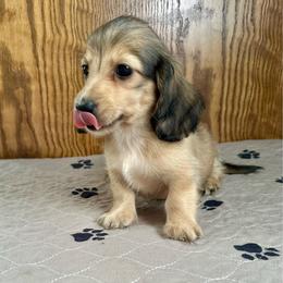Freya   (Janet) - Cream female Dachshund puppy in Wolf Lake, Indiana from Canisteo Dachshunds