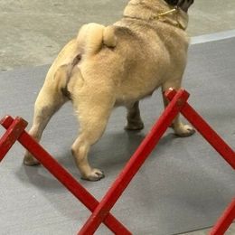 Diva - Pug