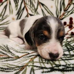 Silky wirehaired Sisi AKC - Dapple female Dachshund puppy in Torrance, California from Lucky Dachshunds