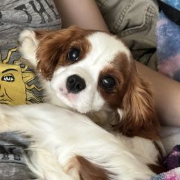 Magic - Blenheim female Cavalier King Charles Spaniel puppy in Kidder, South Dakota from Continental Cavaliers