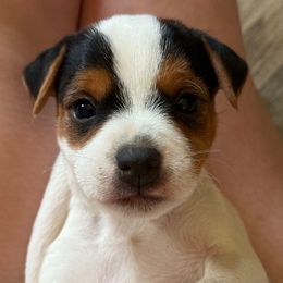 Puppy 4 - Tri-color female Jack Russell Terrier puppy in Yakima County, Washington from Saddle Rock Kennels