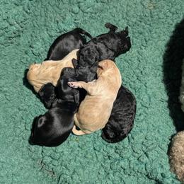 Poodle puppies from Doodles to Love