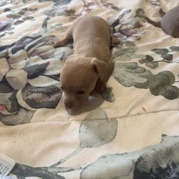 Fawn - Blue female Chihuahua puppy in Dover, Arkansas from Blue Chihuahuas of Arkansas