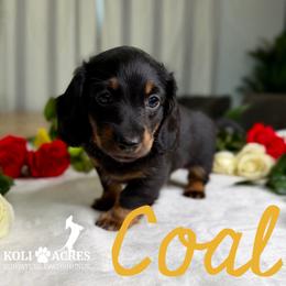 Coal - AKC - Black and tan male Dachshund puppy in Kemp, Texas from Koli Acres
