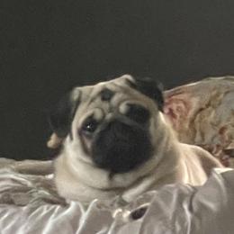 Bulldog and Pug Puppies from Love that bulldog lewter family