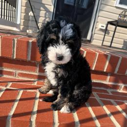 Georgia - Tri-color female Bernedoodle puppy in New Market, Virginia from Frosty & Ginger Co Home of Doodles