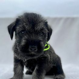Standard Schnauzers from OmaStarke Standard Schnauzers