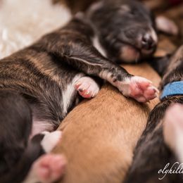 Silken Windhound Puppies from Amethyst Silken Windhounds