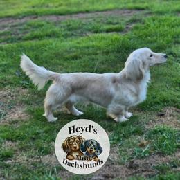 Nova - Dachshund