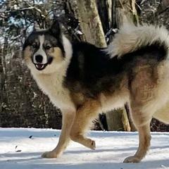 Colt - Yakutian Laika