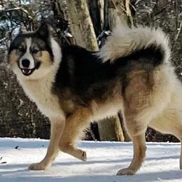 Colt - Yakutian Laika