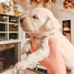 Carmel - Light golden male Golden Retriever puppy in Mason, Michigan from Sweet Breeze Acres