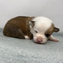 Piglet - Red female Pembroke Welsh Corgi puppy in Waco, Texas from The Comma Corgis